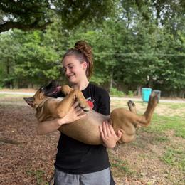 Brown collar - Fawn female Cane Corso puppy in Opelousas, Louisiana from Azelees Cane Corso