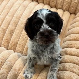 Mercy - Chocolate female Australian Labradoodle puppy in Denton, Texas from Liberty Hill Labradoodles