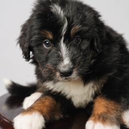 Storm - Tri-color male Bernedoodle puppy in Glendale, Arizona from Arizona Bernedoodles