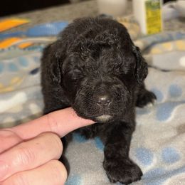 Goldendoodle and Poodle Puppies from Southern Stroll Poodles & Doodles