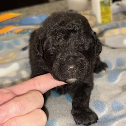 Goldendoodle and Poodle Puppies from Southern Stroll Poodles & Doodles
