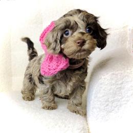 Joy - Merle female Cockapoo puppy in Hermiston, Oregon from Columbia River Cockapoos