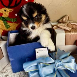 Stocking - Black tri male Toy Australian Shepherd puppy in Tonasket, Washington from V5 Aussies