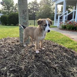 Windsprite Puppies from Propel Windsprites