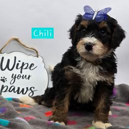 Chili - Tri-color female Bernedoodle puppy in Neillsville, Wisconsin from Granton Creek