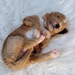 Boy 4 - Apricot male Australian Labradoodle puppy in Harrisonburg, Virginia from Crown Doodles