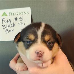 Foxy boy 5 - Black and tan male American Corgi puppy in Hampton, Tennessee from TC Farms Stock Dogs - Miniature Australian Shepherds