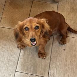 Moonee - Dachshund