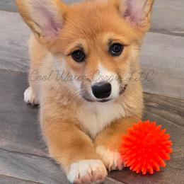 Cloudy - Sable female Pembroke Welsh Corgi puppy in Kiowa, Colorado from Cool Water Corgis LLC