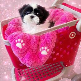 Shichon and Shih Tzu Puppies from Angie’s Teddy Bear Puppies Minnesota