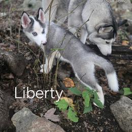 Liberty - Black and white female Siberian Husky puppy in Stanhope, New Jersey from Shimmermint Siberians
