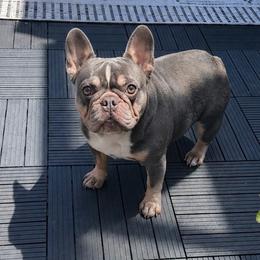 Wynona - French Bulldog