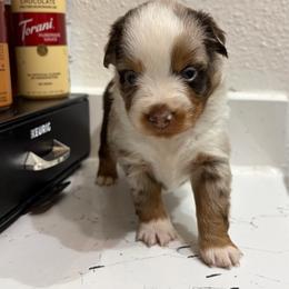 Stitch - Red merle male Miniature Australian Shepherd puppy in Brenham, Texas from Stone N Rose Kennels