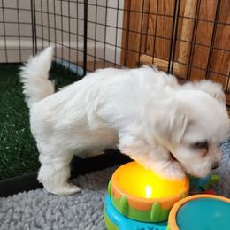 Maltese Puppies from ARIZONA MALTEE GEMS