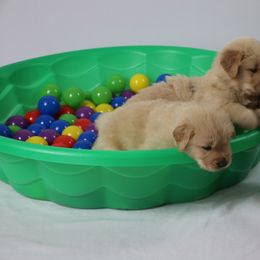 Golden Retriever Puppies from Pebble Creek Golden Retrievers