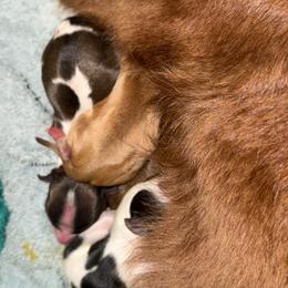 Dal Traven - Blue and white male Chihuahua puppy in Amelia, Virginia from Pannell’s Precious Pups