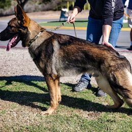 Dachshund and German Shepherd Puppies from Zwinger vom Donau-Ries