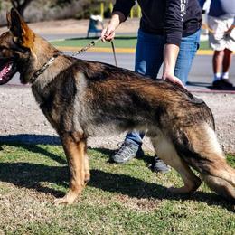 Dachshund and German Shepherd Puppies from Zwinger vom Donau-Ries