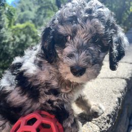 Molasses - Merle male Goldendoodle puppy in Placerville, California from New Dawn Poodles and Doodles