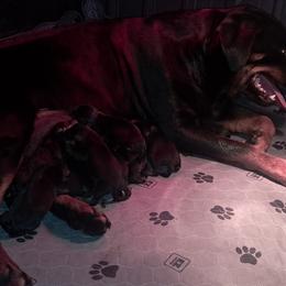 Girl 1 - Black and mahogany female Rottweiler puppy in De Witt, Iowa from Irish Eyes Kennels