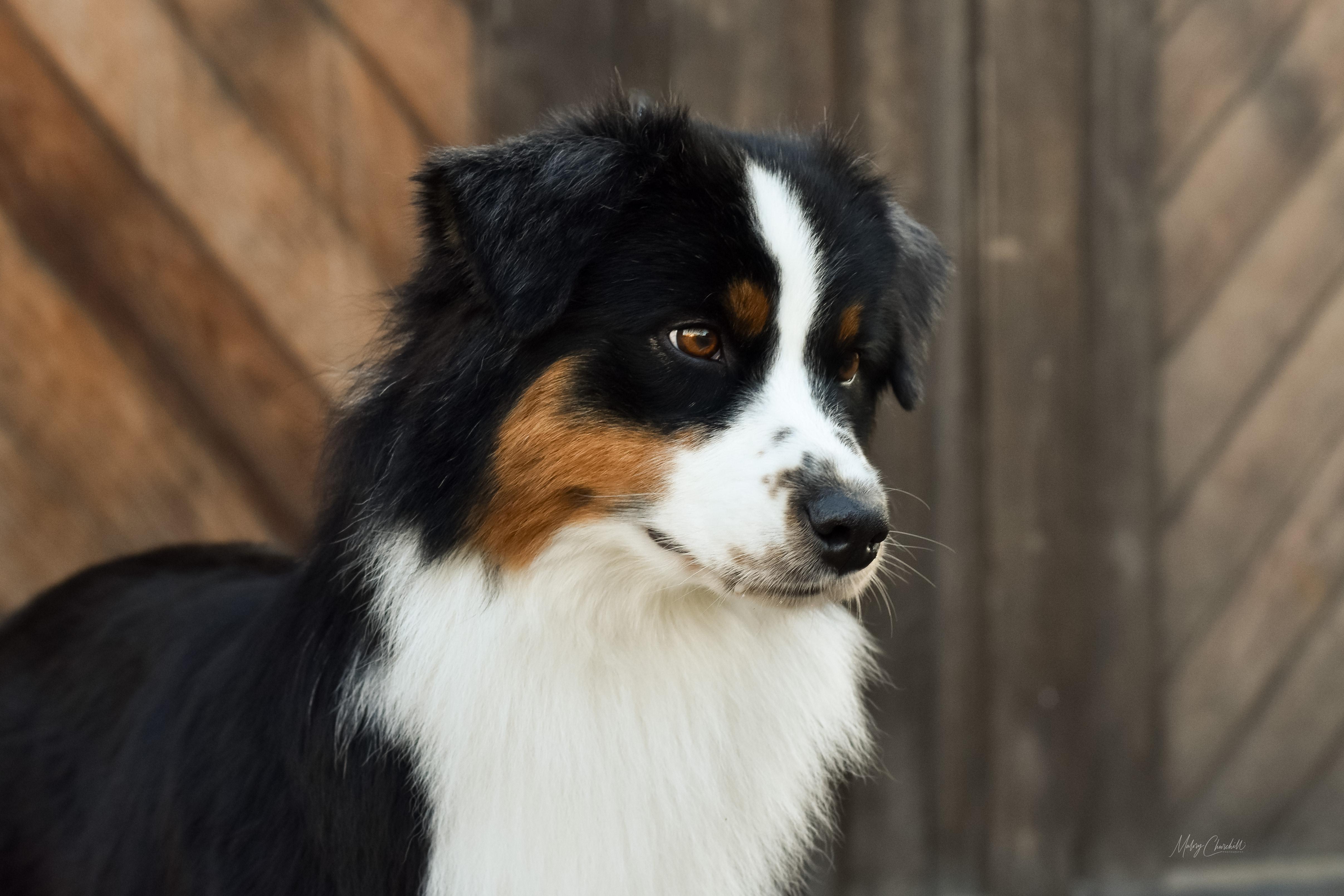 Dernière femelle disponible Berger Australien LOF une vrai beauté et  surtout un vrai amour! Plus de renseignements  06.16.84.68.95#bergeraustralien #chiot #dogsoftiktok #animaux #adorable  #pourtoii ..., image size:4826x3217