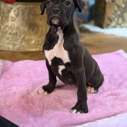 Female 2 - Brindle female Boxer puppy in Prestonsburg, Kentucky from Bre’s Boxers