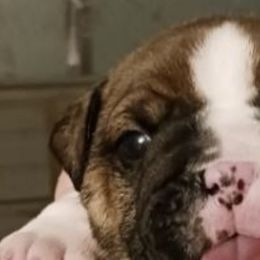Jake - Brindle male Bulldog puppy in Salem, Illinois from Itsabulldogthing