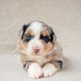 Valley - Blue merle female Australian Shepherd puppy in Aberdeen, North Carolina from Huckleberry Hill Aussies LLC.