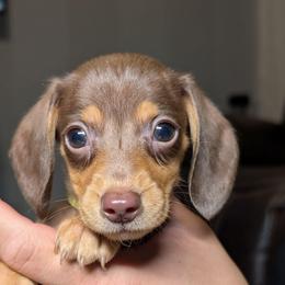 Poseidon - Chocolate male Dachshund puppy in Waddell, Arizona from The Bearded Companions