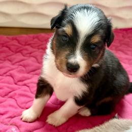 Clove - Black tri female Miniature Australian Shepherd puppy in Gatesville, Texas from Southern Promise Aussie’s