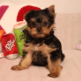 Jackson Grover - Black and tan male Yorkshire Terrier puppy in Greenwood, Wisconsin from Selah and Co.