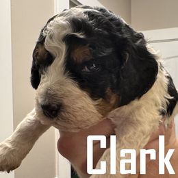 Clark - Tri-color male Bernedoodle puppy in Bountiful, Utah from Red Brick Doodles