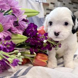 Boy 2 - White male Cavapoo puppy in Bloomfield, Iowa from Schooley Doodles