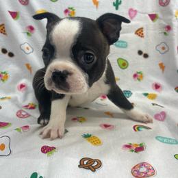 Ross - Black and white male Boston Terrier puppy in Fillmore, Illinois from Wind Hill Puppies