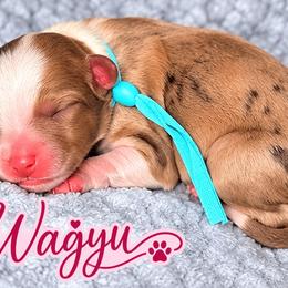 Wagyu - Tri-color female Bernedoodle puppy in Charleston, South Carolina from Palm Belle Doodles
