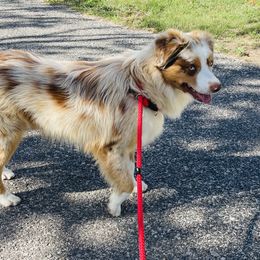 Tango - Australian Shepherd