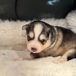 Boy 2 - Black and white male Pomsky puppy in Michigan from Blue Water Pomskies