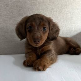 Dachshund Puppies from Wieonder Doxies