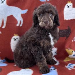 Akc Latte - Phantom female Poodle puppy in Overbrook, Kansas from Hidden Springs Poodles LLC