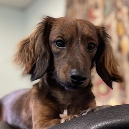 Brodie - Dachshund