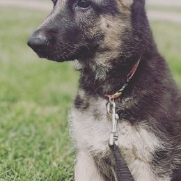 German Shepherds from Southern Gateway German Shepherds