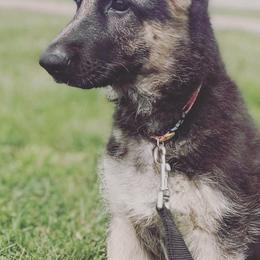 German Shepherds from Southern Gateway German Shepherds