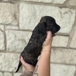 Olivia - Brindle female Dachshund puppy in Troup, Texas from East Texas Dachshunds