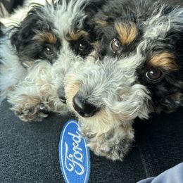 Aussiedoodle All Grown Up from Iron Doodles