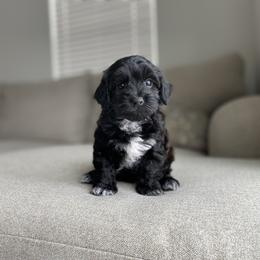 Blueberry muffin - Black male Havapoo puppy in Eagle Mountain, Utah from Lady Paws Puppies