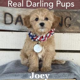 Joey - White and tan male Mal-Shi puppy in Dallas, Texas from Real Darling Pups