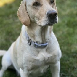 Tru - Labrador Retriever