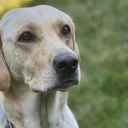 Tru - Labrador Retriever
