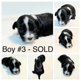 Boy 3 - Black male Havanese puppy in Elkins, Arkansas from Havana Knights Havanese