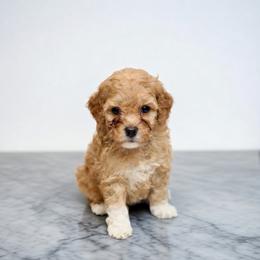 Willow - Cream female Goldendoodle puppy in Bells, Texas from Partridge Doodles and Poodles